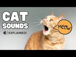 Cat Sounds | Cat Noises Examples and Explanations