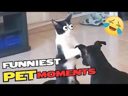 You Can’t Watch Without Laughing! | Funniest Pet Compilation