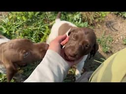 German Shorthair Puppies - Raya x Grouser