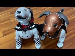 Two Aibo ERS-1000s on the Same Update: Cloud Connected vs Cloudless