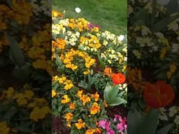 Spring| Flowers | tulips | Botanical Gardens | Melbourne Diaries