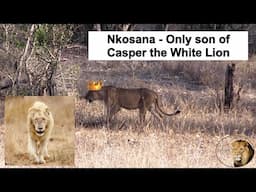 Meet "Nkosana" - Son Of Casper The White Lion With Satara Lion Pride On The Move