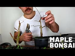 Pruning and Repotting my Maple Bonsai | Japanese Maple & Trident Maple