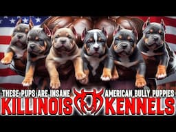 Want the BEST American Bully Puppy? Watch Killinois Kennels Now!