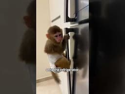 Baby Monkey Adoption Story ❤️ #shorts