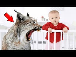 Every Night The Lynx Hissed At The Baby,And The Reason Behind It Makes Parents Terrified!