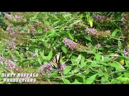 Butterfly Bush With Eastern Tiger Swallowtails and Monarch Butterflies