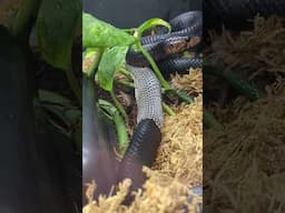 Indigo Snake Rattles Her Tail Like a Rattlesnake While Shedding