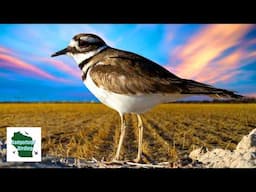 Killdeer: The Most Underappreciated Bird in Your Neighborhood!