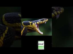 The Shocking Truth About Snake Venom You Need To Know!