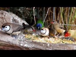 The natural behavior of FINCHES 🐦