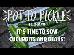 It’s Time To Sow Cucurbits And Beans! 🥒 #PotToPickle Ep.9