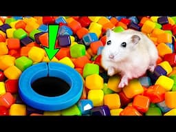 🌈🐹Hamster Escape: Hamster Escapes Maze the Pop It 😱  #hamsterescape #mazediytraps