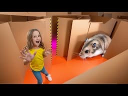 Nastya and the hamster's escape from the cardboard maze.