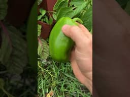 Amazing Pepper Harvest from our Greenstalk! #shorts #greenstalk #verticalgardening