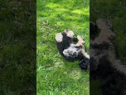 Cute Minibernedoodle rolling in grass after months in the desert #cutepuppy #puppy  #minibernedoodle