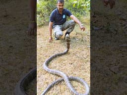 विषैले सांपों में दुनिया का सबसे लंबा सांप King cobra snake information #shorts #snakevideo