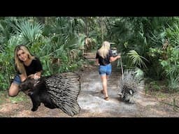 Walking our GIANT AFRICAN porcupine around the sanctuary! (Sick Gator and new Hospital Enclosure)