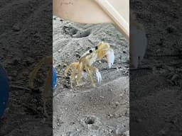 Crab Chaos: Family Gets a Scary Surprise! 🦀 #crab #crabs #beach