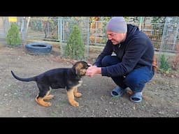 Super German Shepherd puppy 3 months. Puppy's father Jason TSARI & GRANT, mother Rica. Odessa.