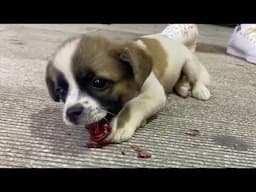 After the accident, the puppy lay motionless on the road, crying loudly for help in despair