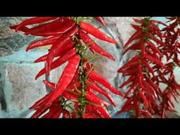 How to String Hot Peppers for Drying~the Old Fashioned Way!