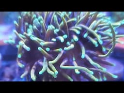 New Coral Walkthrough Live 5-7-2020