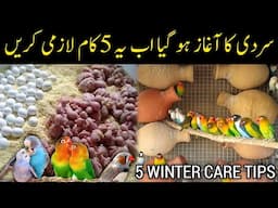 5 Winter Tips For All Birds | Budgies,Lovebirds winter care | Mujeeb Birds Breeding