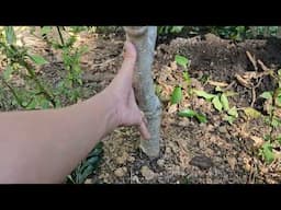 Moringa in ground Zone 8a North Carolina