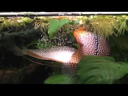 Pearl Gouramis Breeding / Spawning