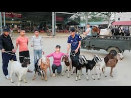 Use 3-wheeled Vehicle To Buy Farmer's Goat Herd, Transport Goats Go To Market Sell | Free Bushcraft