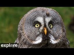 Great Gray Owl Nest | Highlights