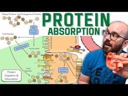 How the Body Digests and Absorbs Proteins - Broken Into Easy Steps!