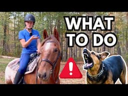 How to Avoid Dog Attacks While Horseback Riding