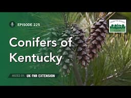 Conifers of Kentucky - From the Woods Today - Episode 225