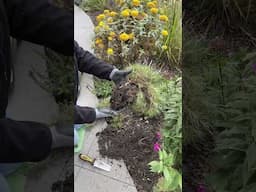 How to Divide Dianthus in Fall | #fallgardening #dianthus #gardenvideo