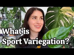 What is Sport Variegation? 🤷🏻‍♀️ difference between chimeral, blister, transposon & pattern gene var