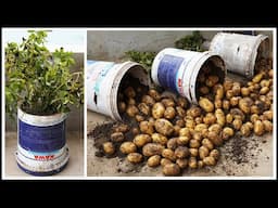 Growing Potatoes In Plastic Containers, No Need For A Garden And Lots Of Tubers!