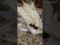 Baby turkeys in factory farms desperately attempt to perch on electrical wires. 💔