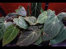 Rare Anthurium Import Part Two From Indonesia. How To Acclimate Your Imports. Update On Plants