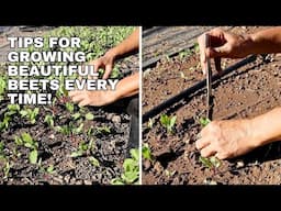 Thinning Beets in the Home Garden