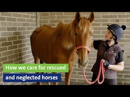 How we care for rescued and neglected horses