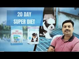 20 दिन के PUPPY की सुपर डाइट क्या होनी चाहिए 💪🏽20 days puppy ko kya khilaye / 20 days puppy diet