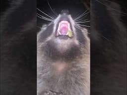 Bohemian Rhapsody Raccoon