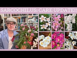 Sarcochilus: 2024 care update!