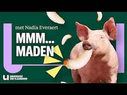 Waarom moeten varkens op dieet?