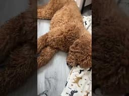 She is so cute 🥰#dog #doglover #goldendoodle #cutedogvideosong