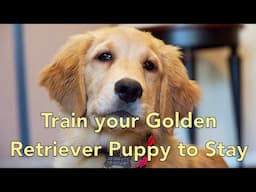 Golden Retriever Puppy Evaluation and Introduction to Place Training