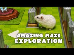 Amazing Maze Exploration With Hamster – Unexpected Cleverness!