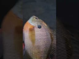 Sunset bluegill!! #fishing #shorts #fun #subscribe